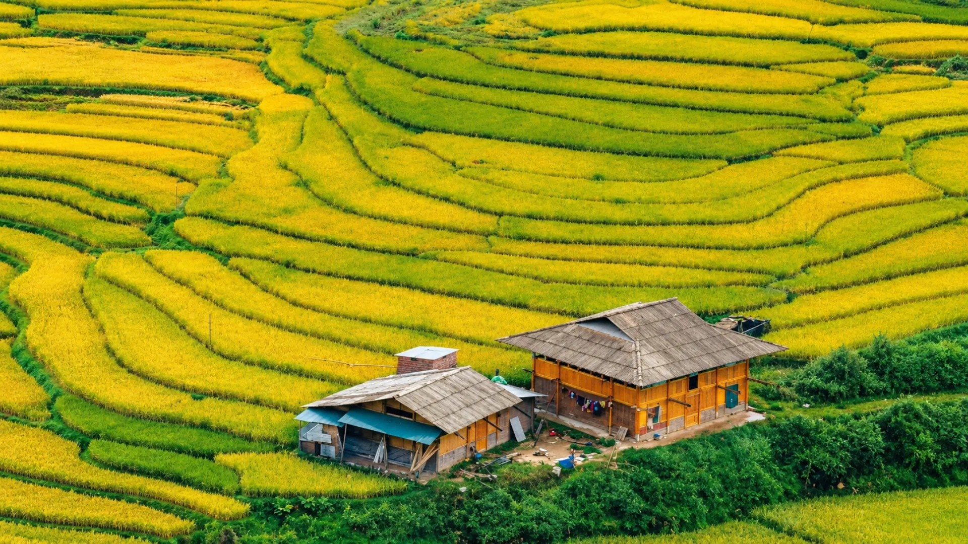Golden Season" di Utara Vietnam: Mengapa Oktober Adalah Waktu Paling Krusial untuk Mengunjungi Sapa dan Ha Giang